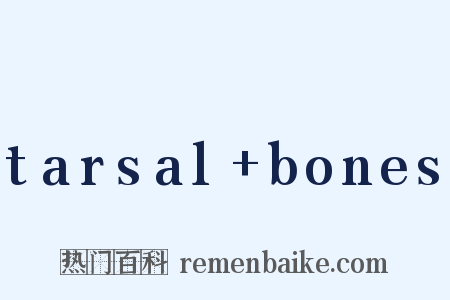 tarsal+bones是什么意思的图片